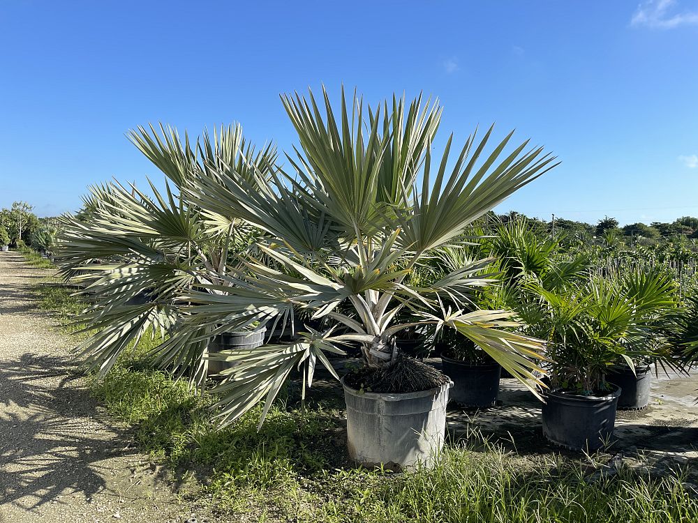 latania-lontaroides-red-latan-palm-latania-borbonica