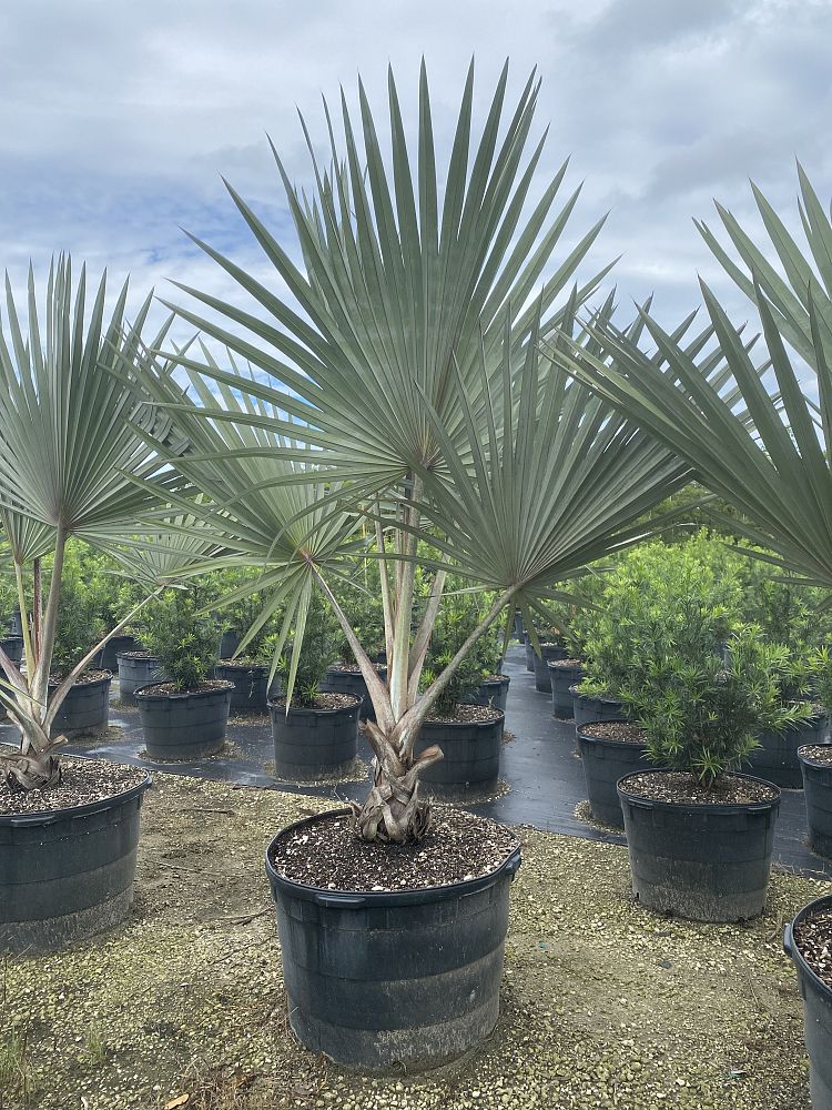 latania-lontaroides-red-latan-palm-latania-borbonica