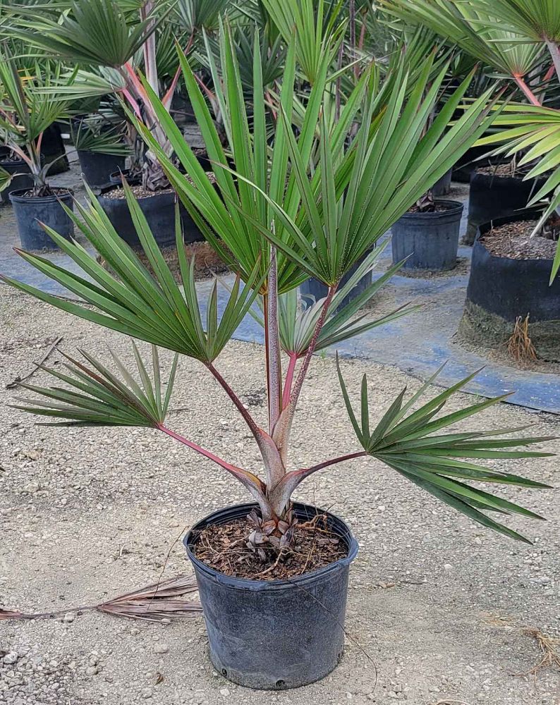 latania-lontaroides-red-latan-palm-latania-borbonica