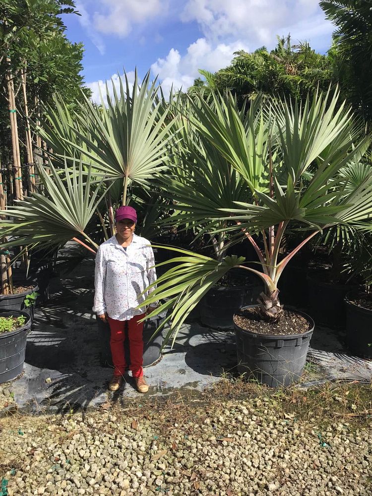latania-lontaroides-red-latan-palm-latania-borbonica
