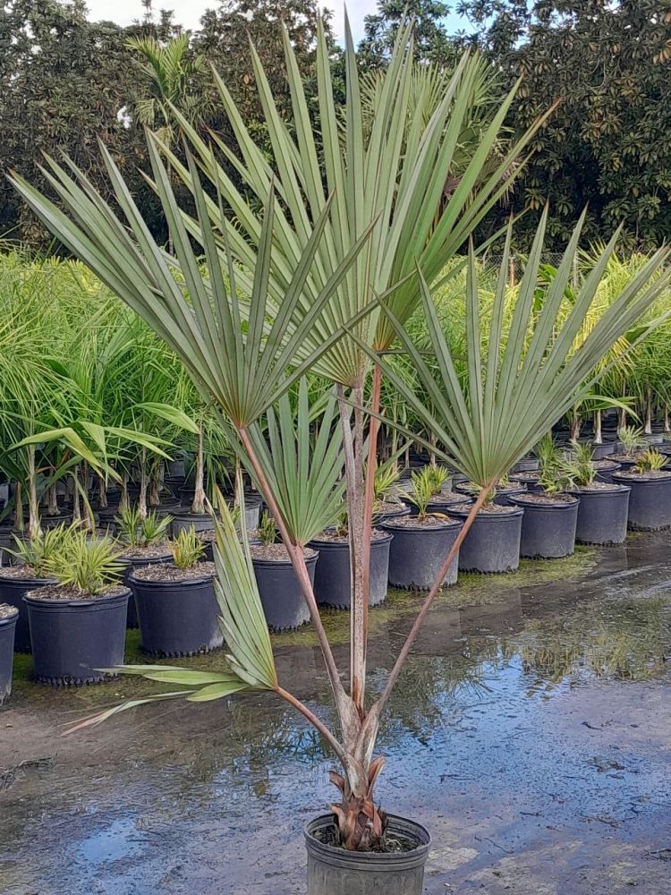 latania-lontaroides-red-latan-palm-latania-borbonica
