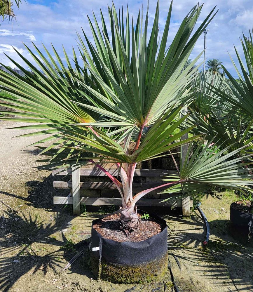 latania-lontaroides-red-latan-palm-latania-borbonica