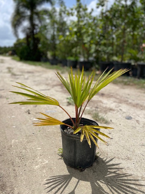 latania-lontaroides-red-latan-palm-latania-borbonica
