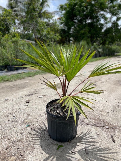 latania-lontaroides-red-latan-palm-latania-borbonica