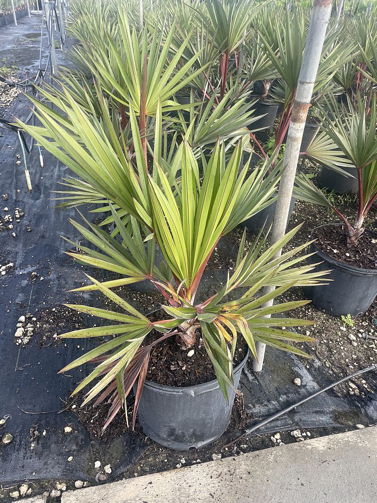 latania-lontaroides-red-latan-palm-latania-borbonica