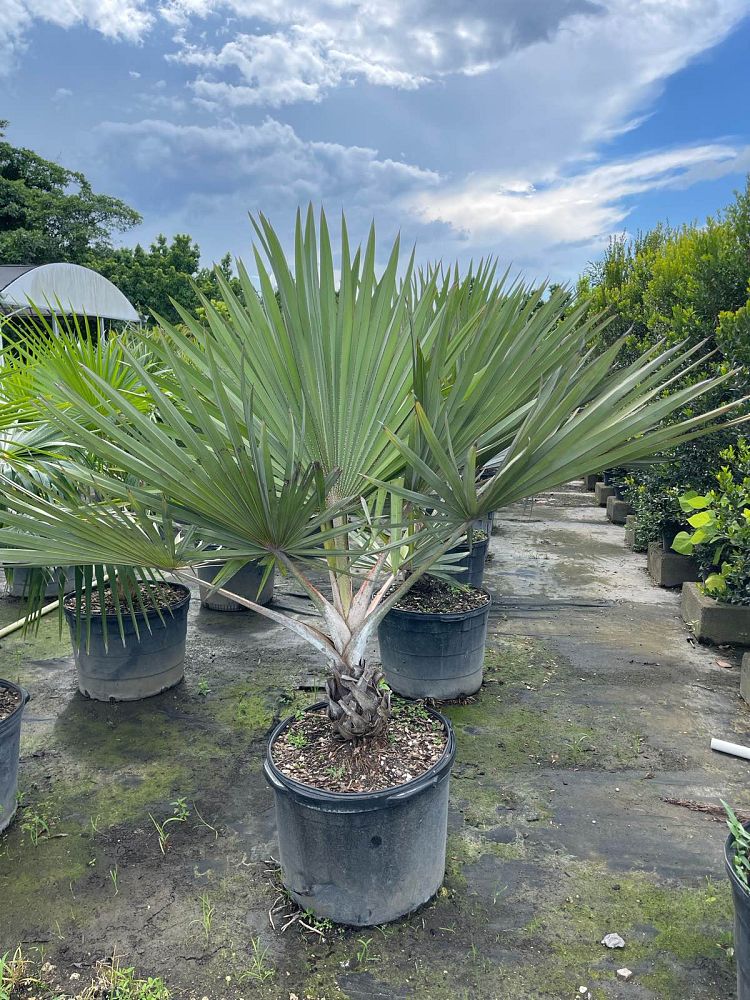 latania-lontaroides-red-latan-palm-latania-borbonica