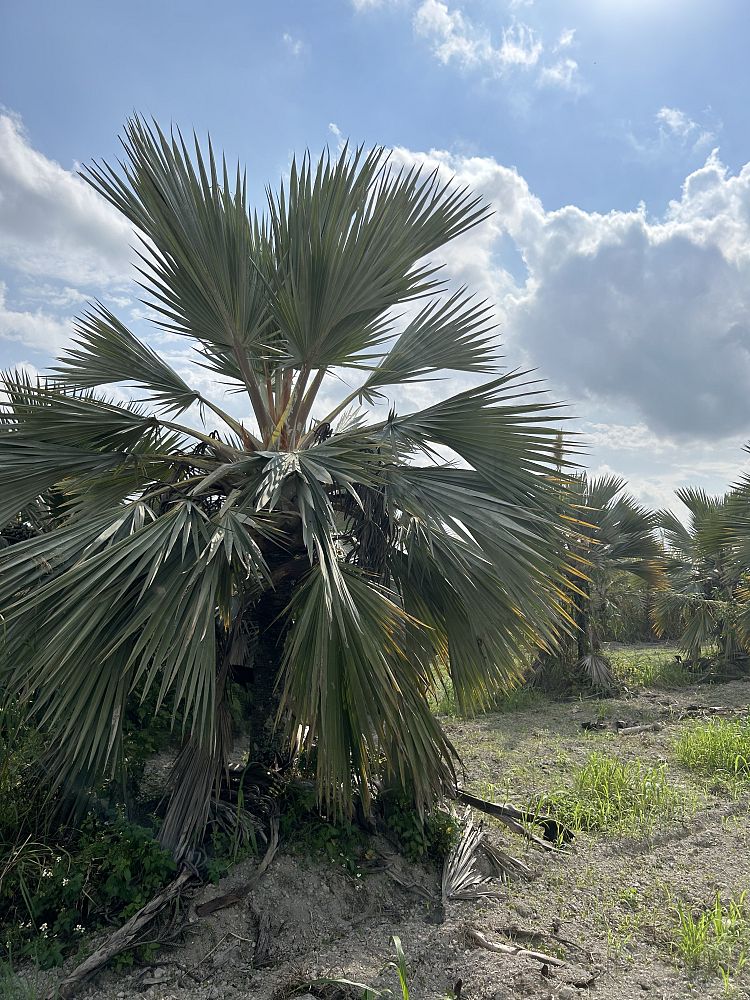 latania-lontaroides-red-latan-palm-latania-borbonica