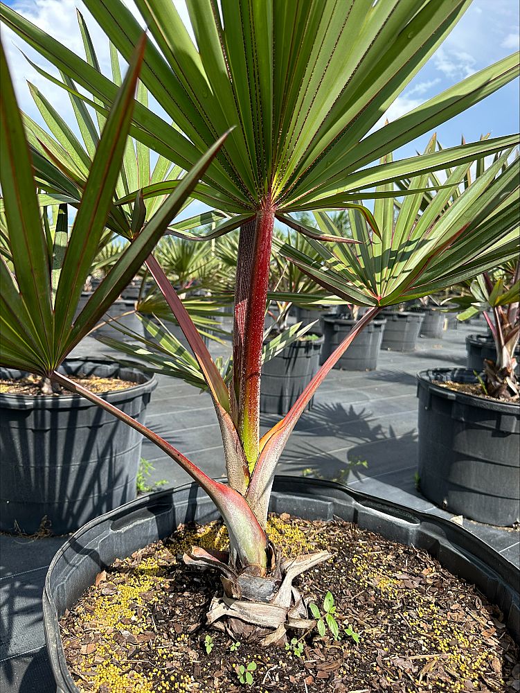 latania-lontaroides-red-latan-palm-latania-borbonica
