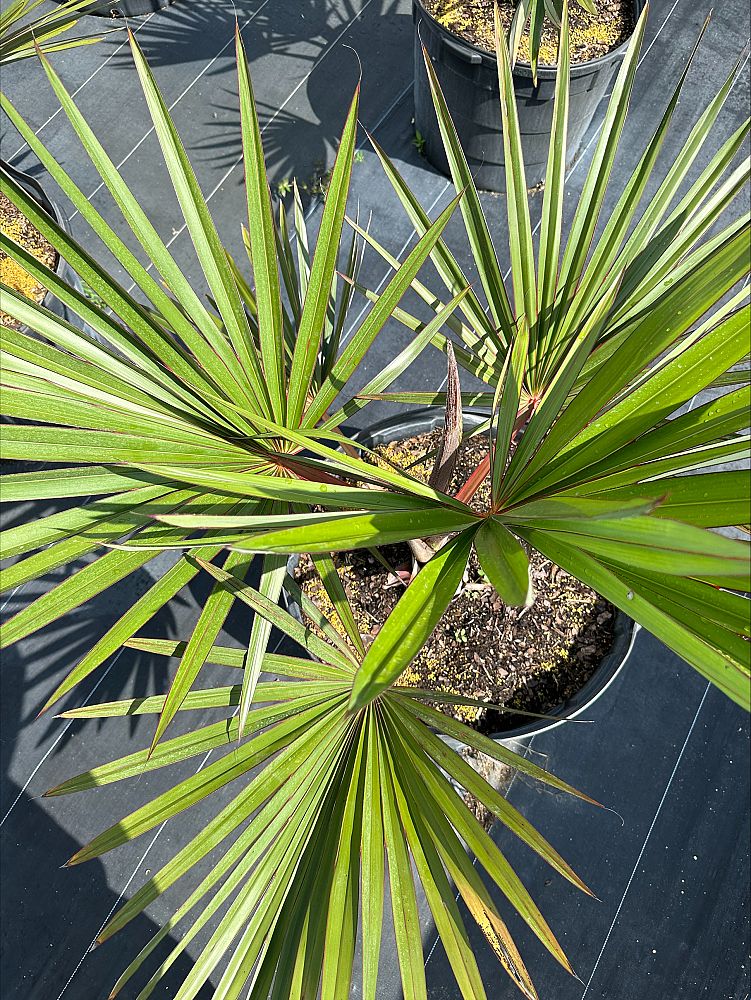 latania-lontaroides-red-latan-palm-latania-borbonica