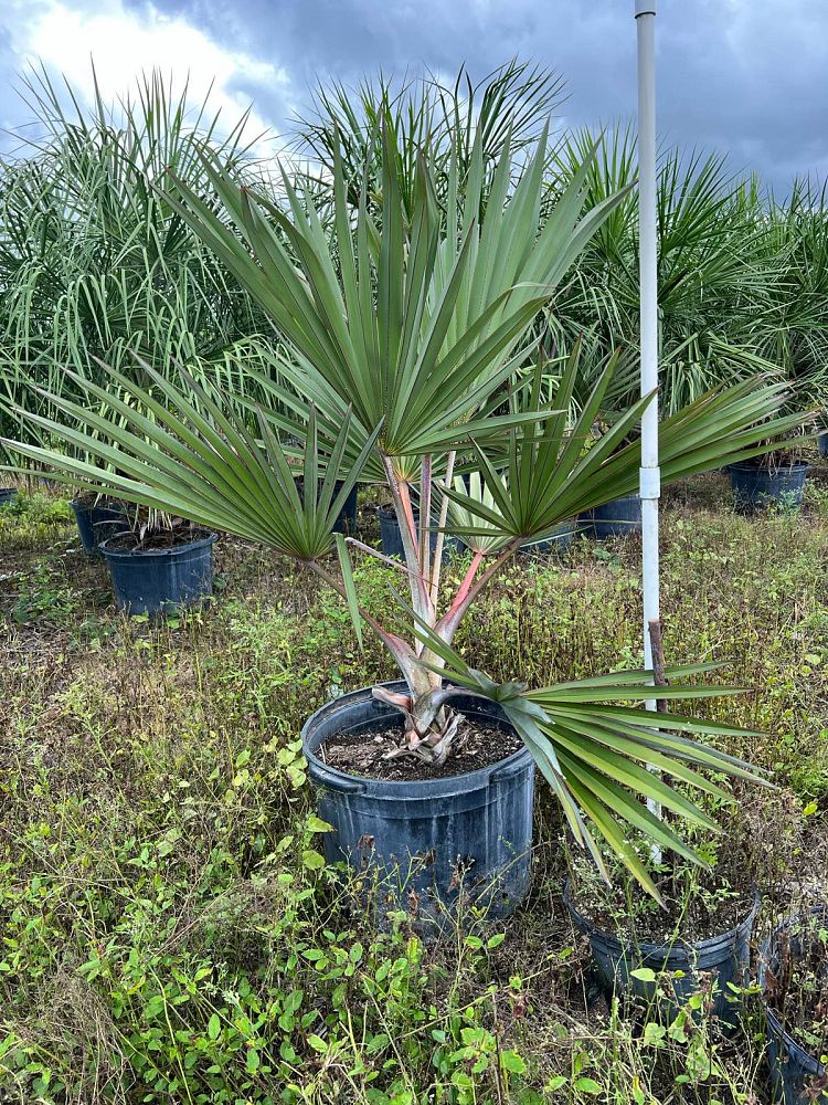 latania-lontaroides-red-latan-palm-latania-borbonica