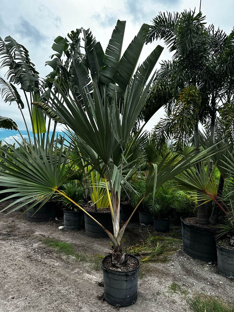 latania-lontaroides-red-latan-palm-latania-borbonica