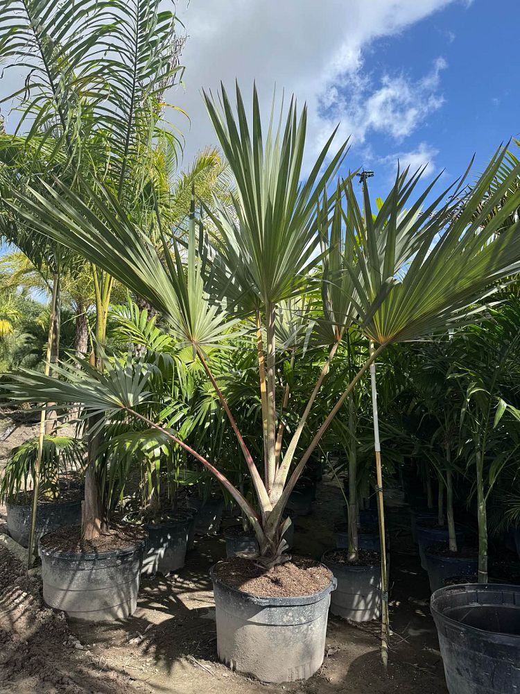 latania-lontaroides-red-latan-palm-latania-borbonica