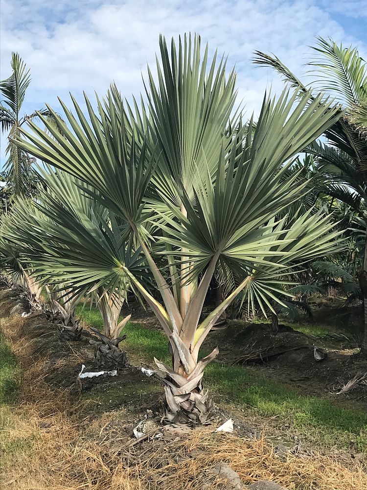 latania-lontaroides-red-latan-palm-latania-borbonica