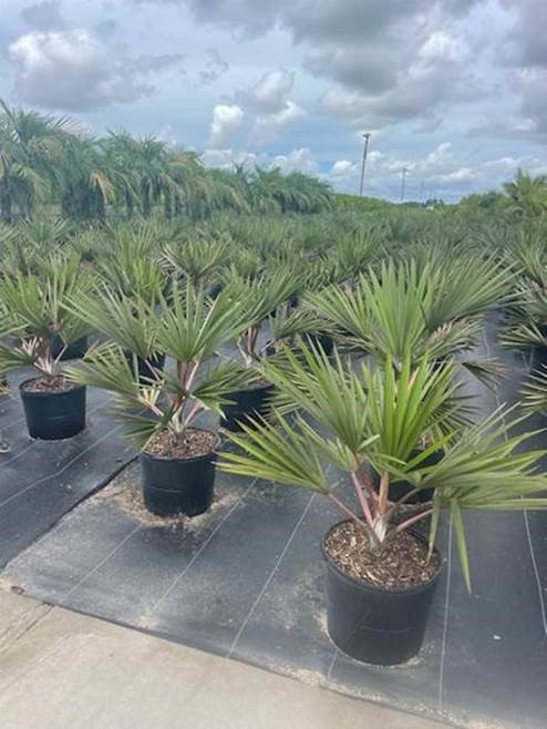 latania-lontaroides-red-latan-palm-latania-borbonica