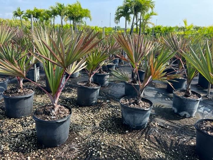 latania-lontaroides-red-latan-palm-latania-borbonica
