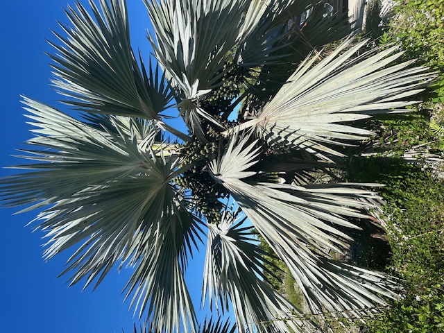 latania-lontaroides-red-latan-palm-latania-borbonica