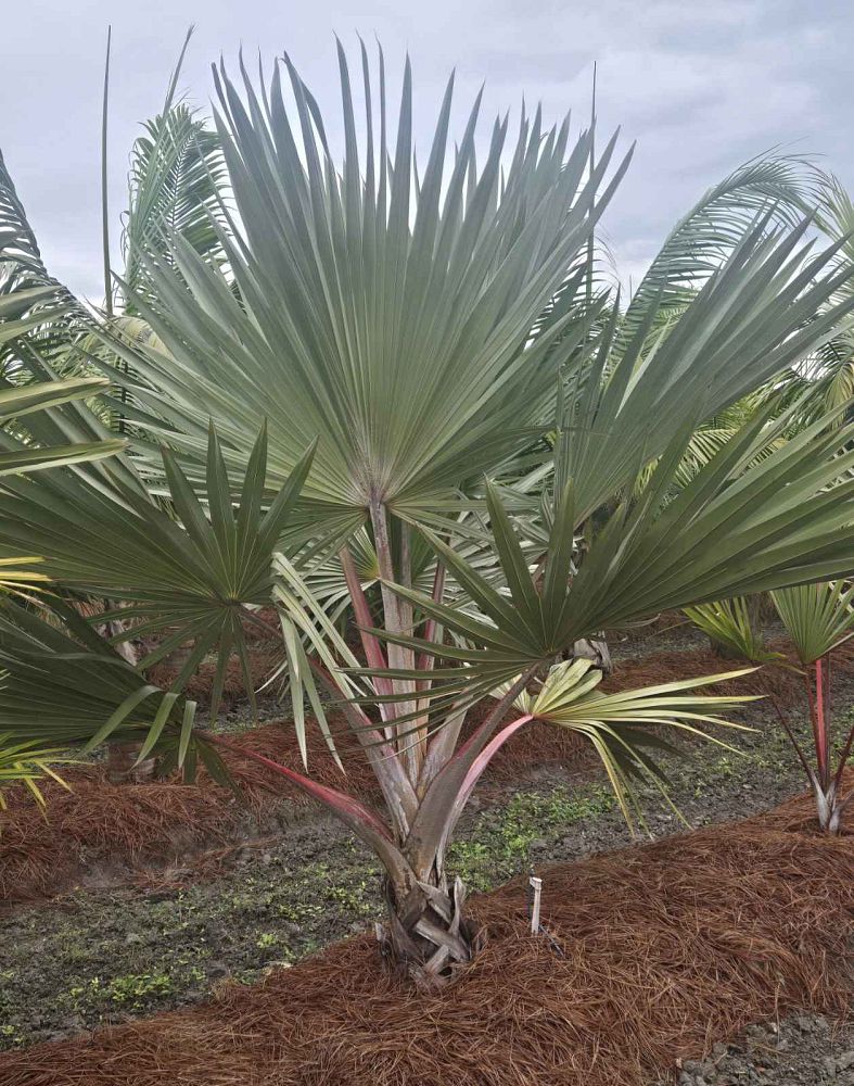 latania-lontaroides-red-latan-palm-latania-borbonica