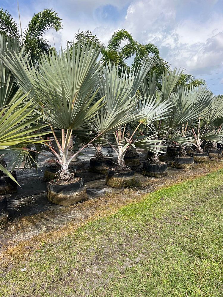 latania-lontaroides-red-latan-palm-latania-borbonica