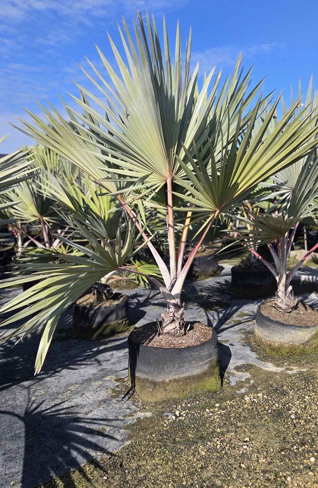 latania-lontaroides-red-latan-palm-latania-borbonica