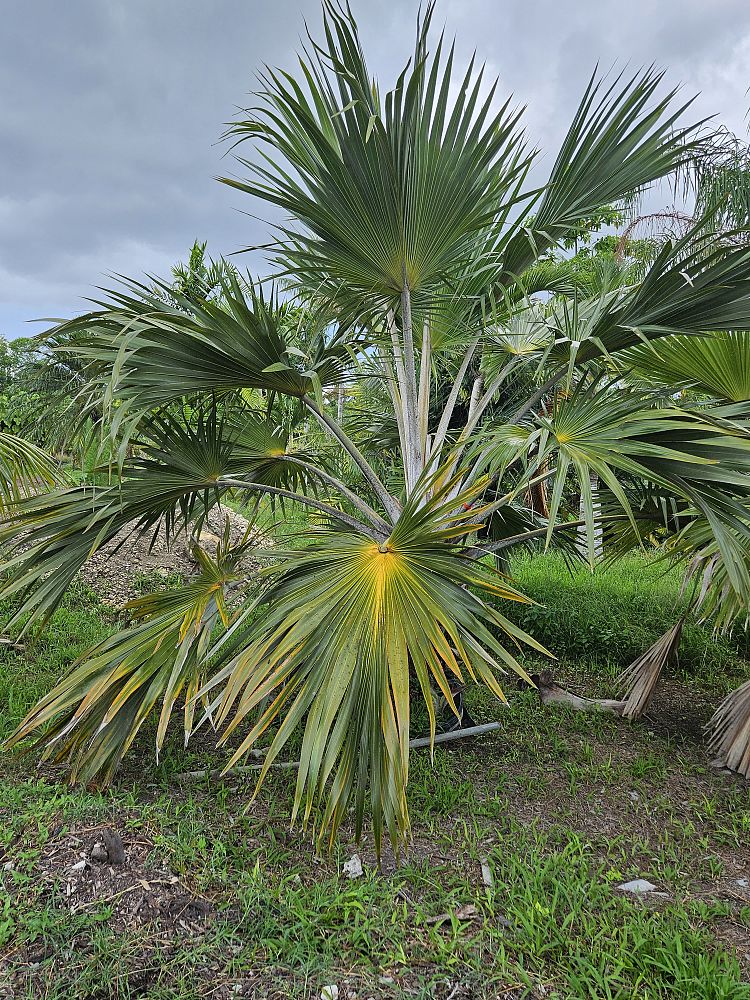 latania-verschaffeltii-yellow-latan-palm
