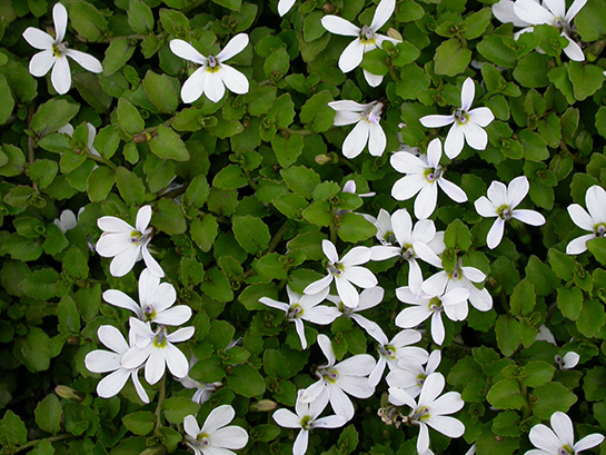 laurentia-fluviatilis-alba-white-star-creeper
