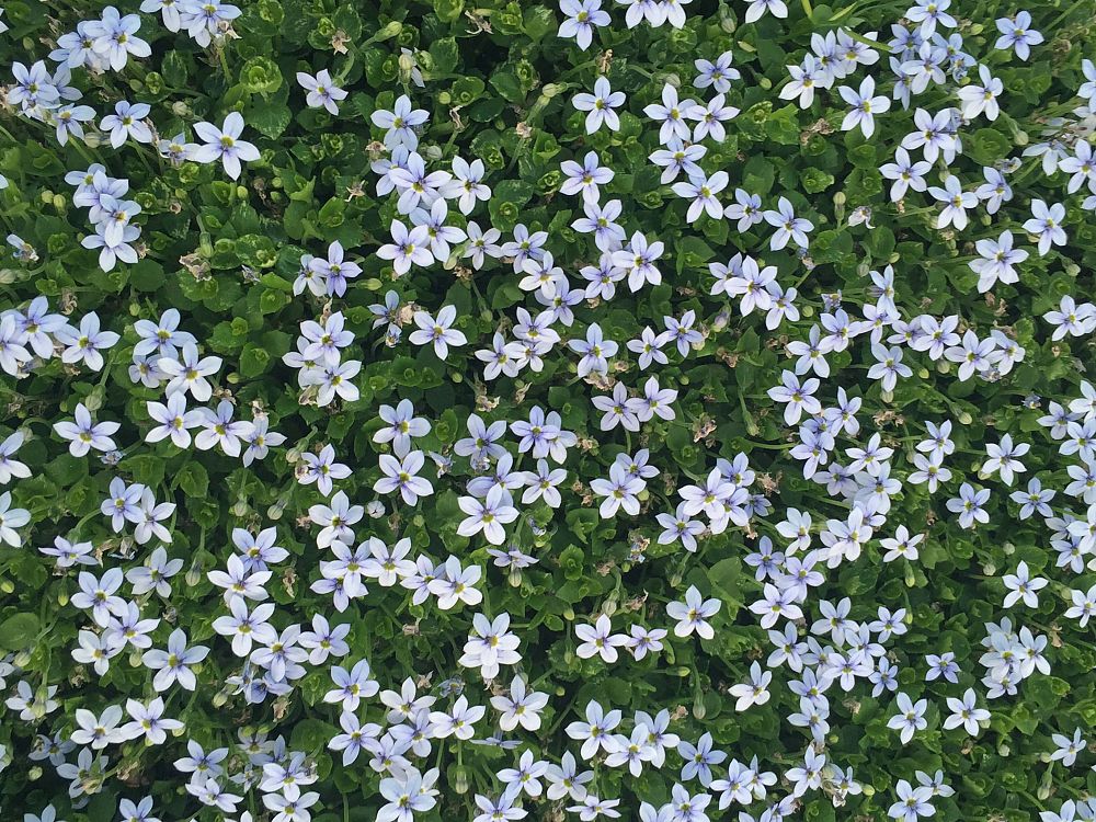 laurentia-fluviatilis-blue-star-creeper