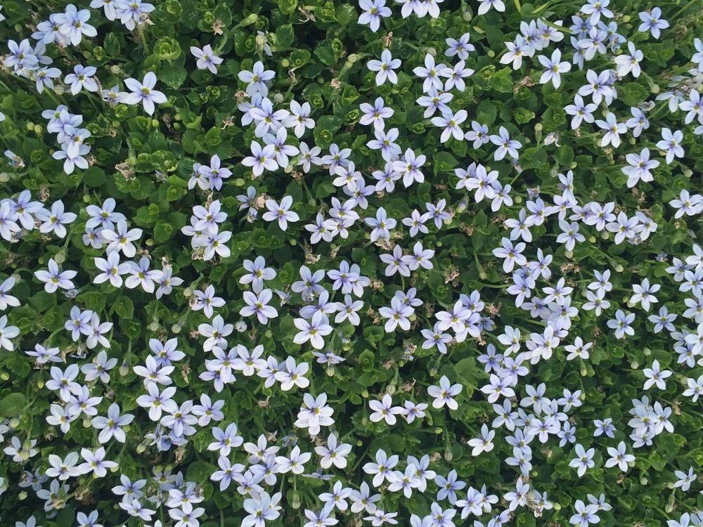 laurentia-fluviatilis-blue-star-creeper