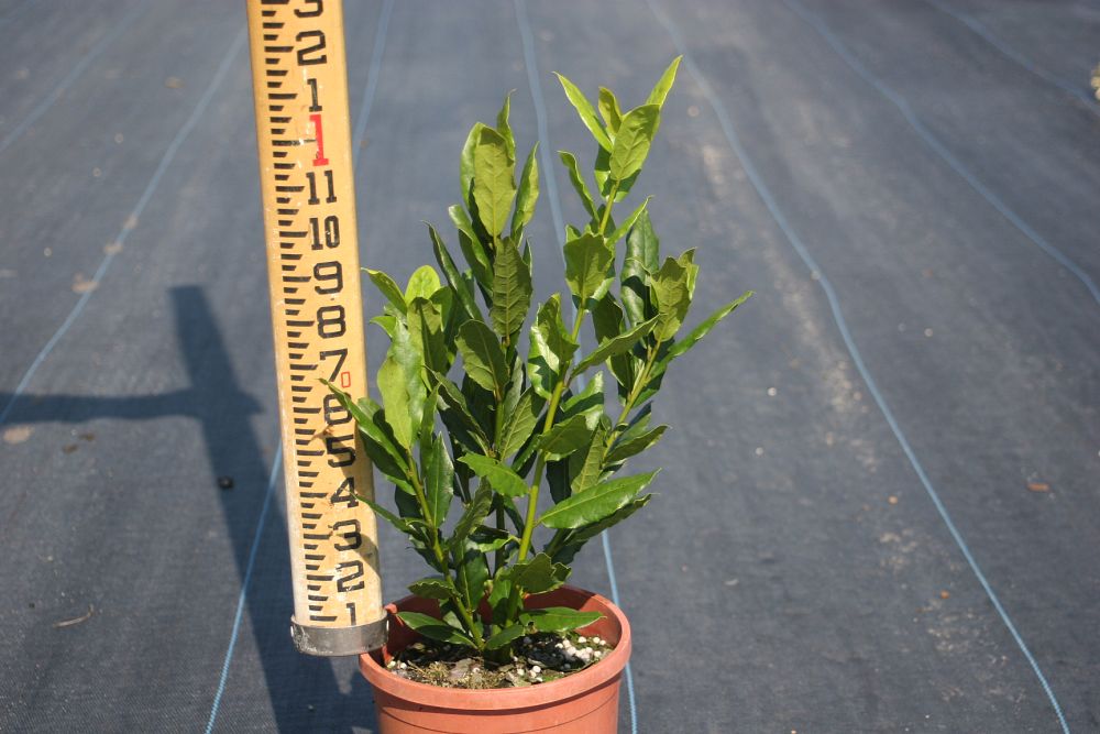 laurus-nobilis-bay-leaf-bay-tree-bayleaf-sweet-bay-bay-laurel