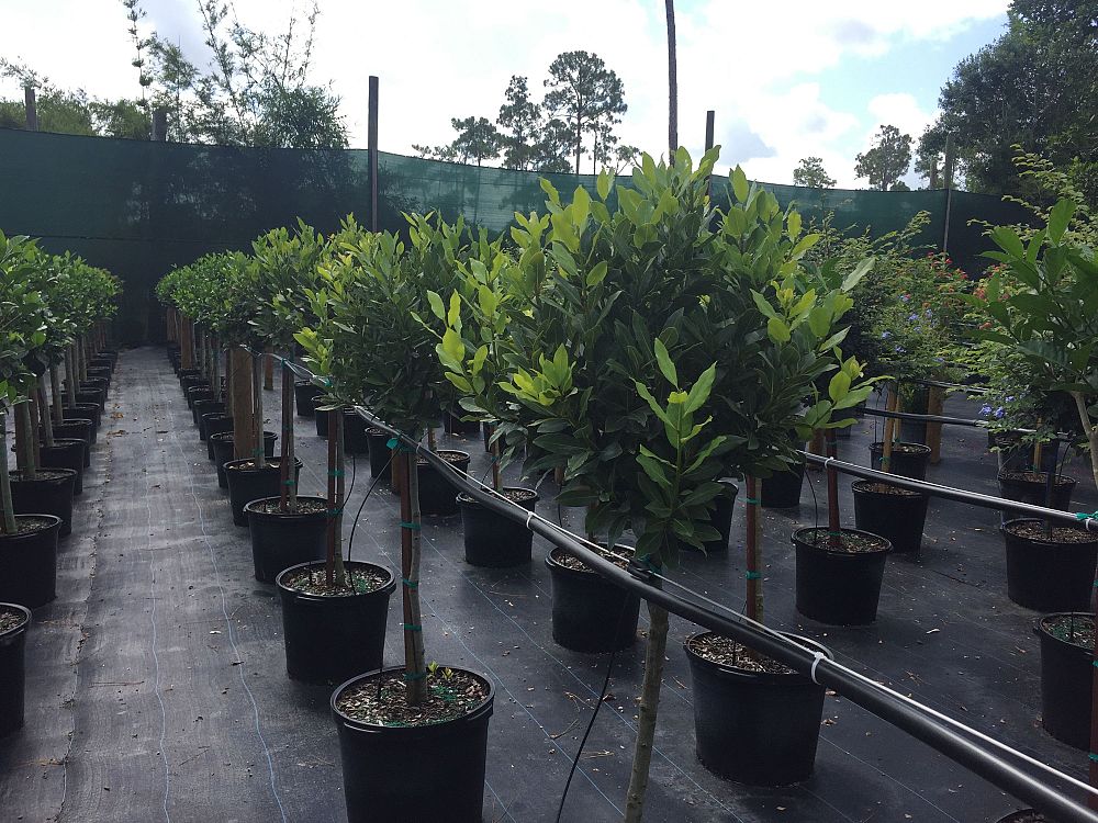 laurus-nobilis-bay-leaf-bay-tree-bayleaf-sweet-bay-bay-laurel