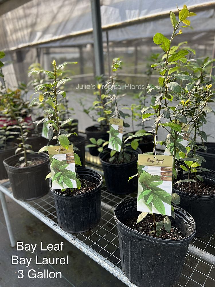 laurus-nobilis-bay-leaf-bay-tree-bayleaf-sweet-bay-bay-laurel