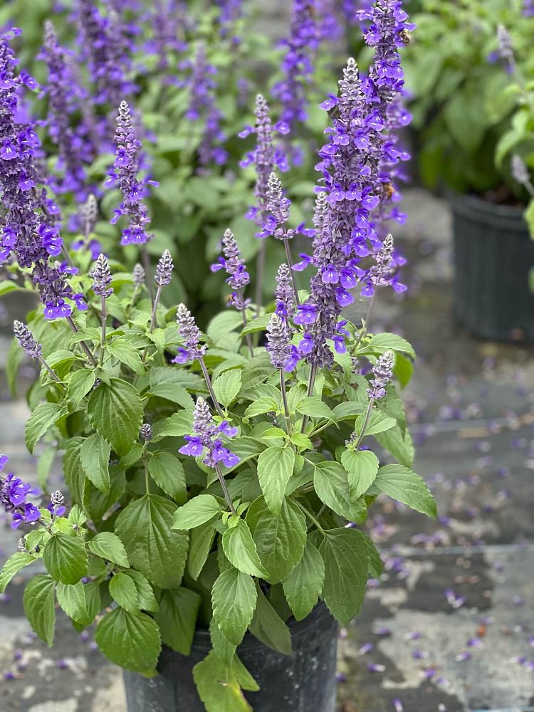 lavandula-angustifolia-ellagance-purple-english-lavender