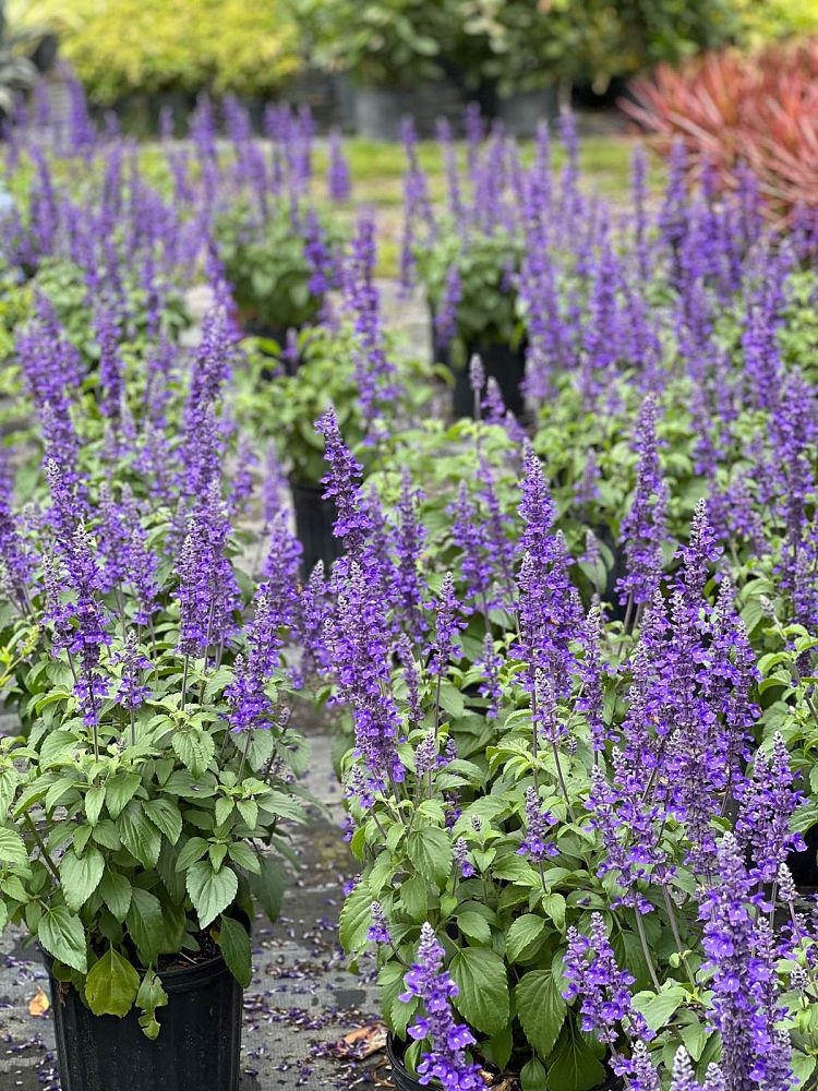 lavandula-angustifolia-ellagance-purple-english-lavender