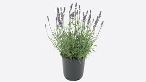 lavandula-angustifolia-english-lavender