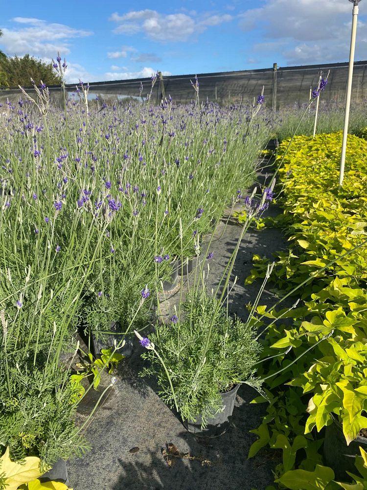 lavandula-angustifolia-english-lavender