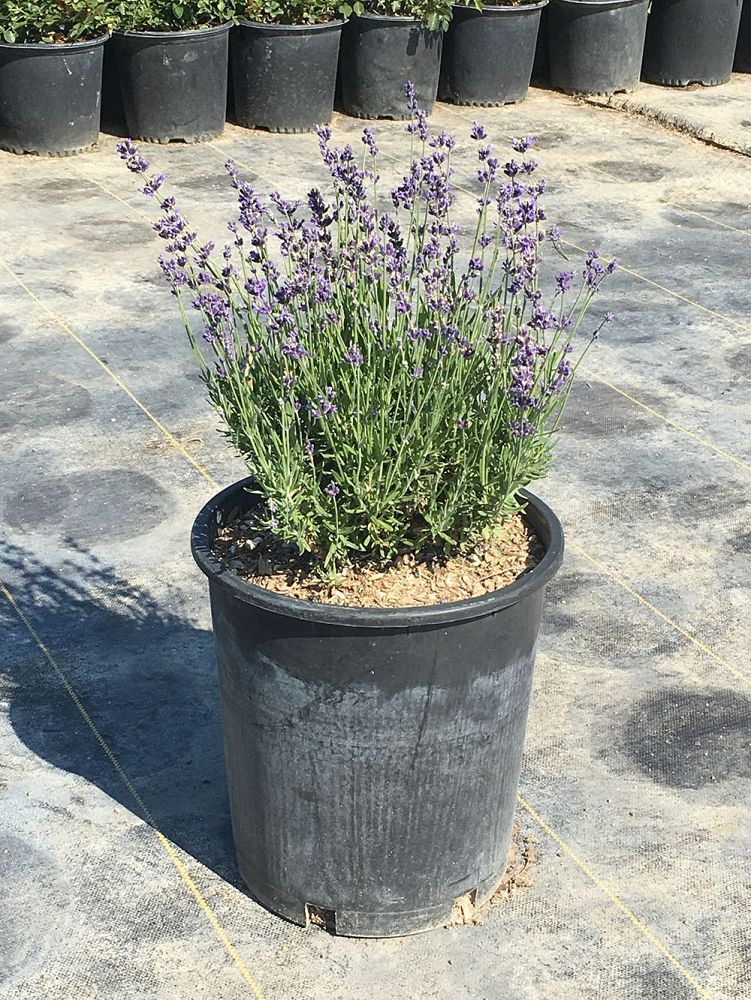 lavandula-angustifolia-hidcote-english-lavender