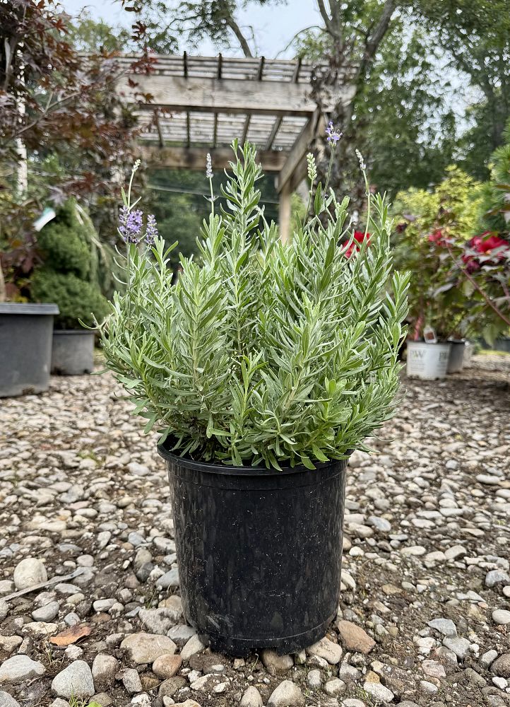 lavandula-angustifolia-munstead-english-lavender