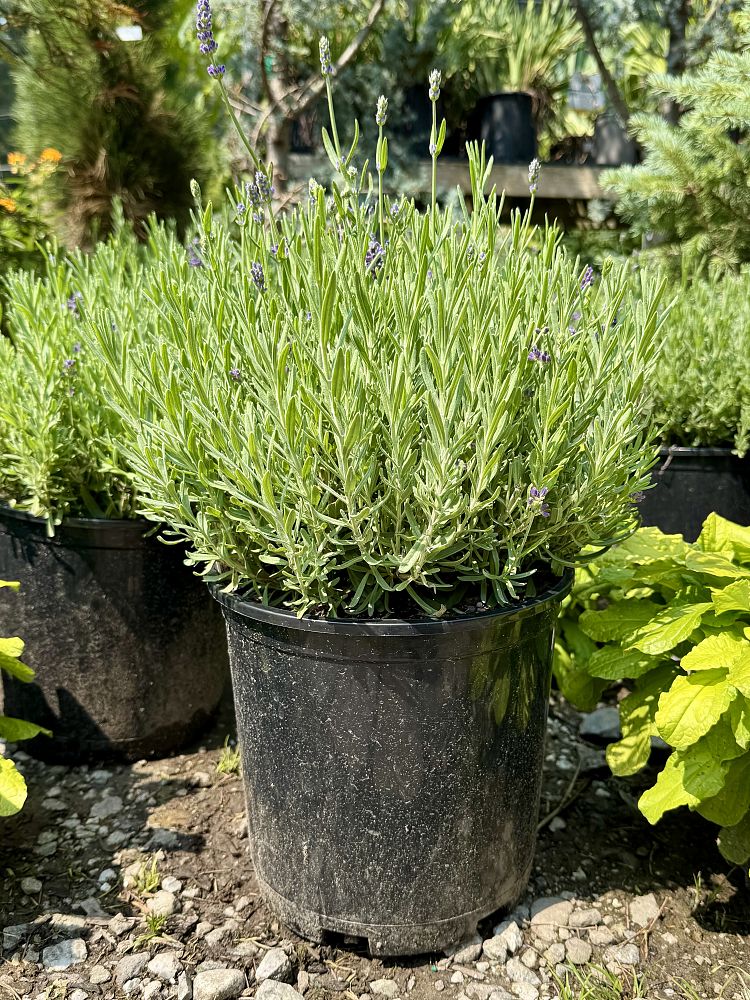 lavandula-angustifolia-super-blue-english-lavender