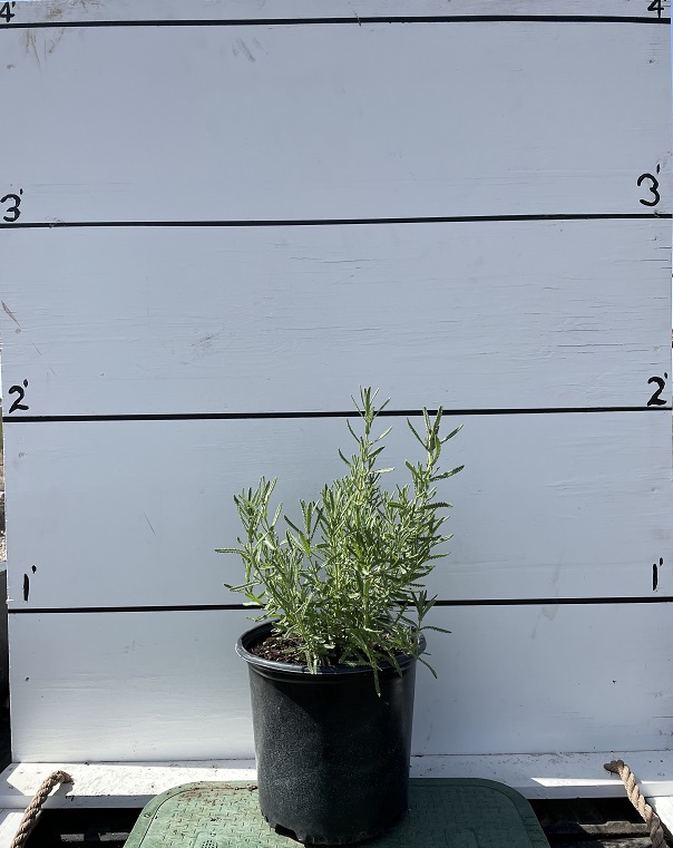 lavandula-dentata-french-lavender