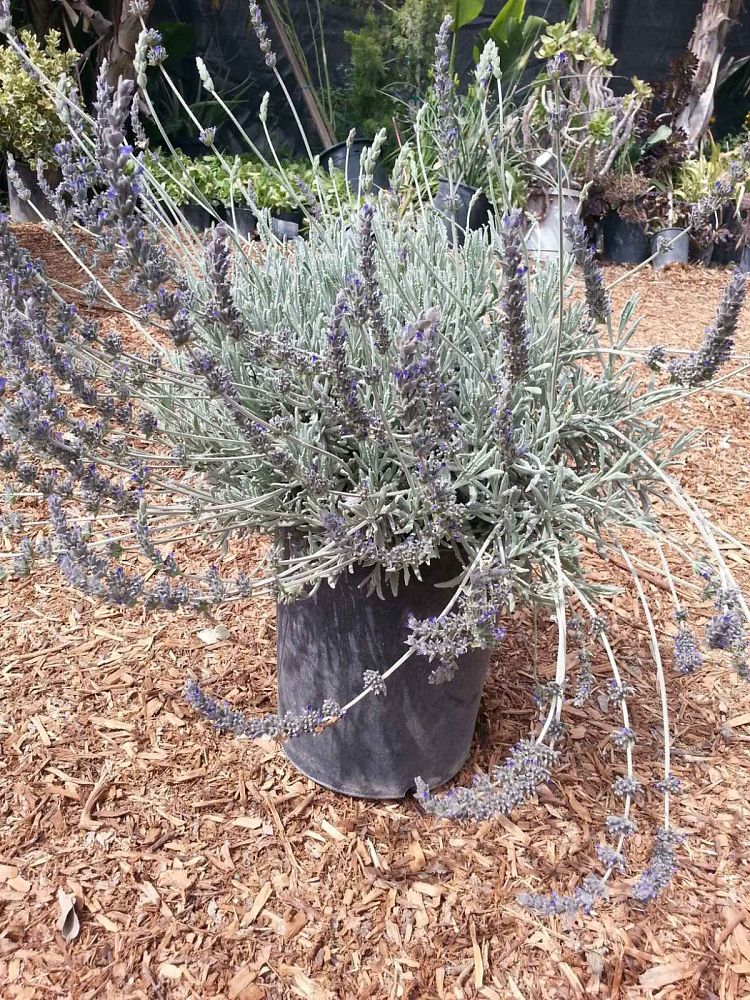 lavandula-goodwin-creek-grey-lavender