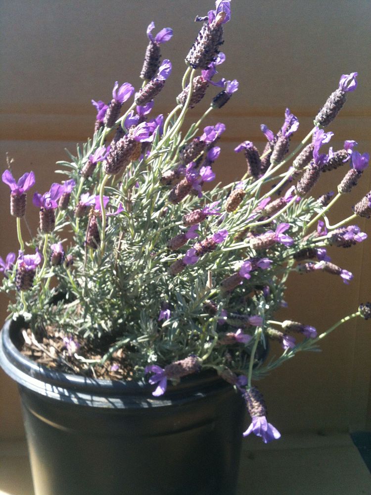 lavandula-lavender