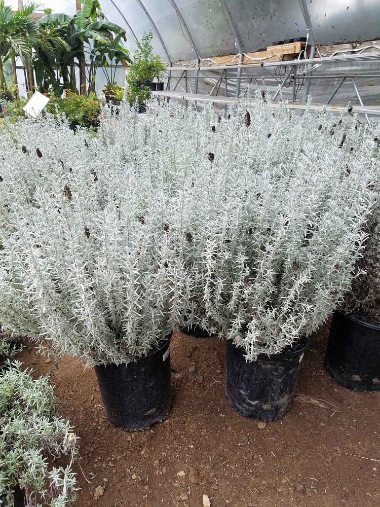 lavandula-lavender