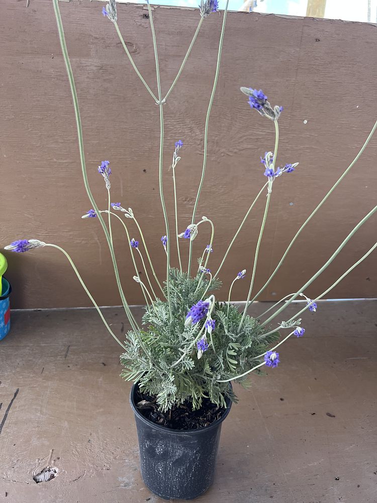 lavandula-lavender