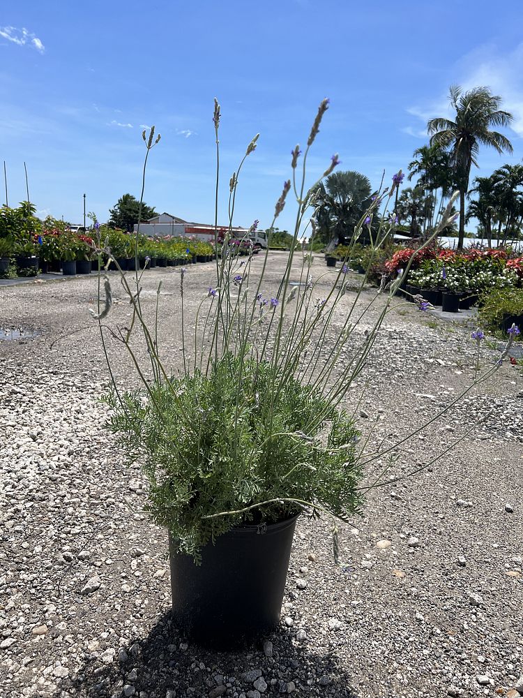 lavandula-lavender