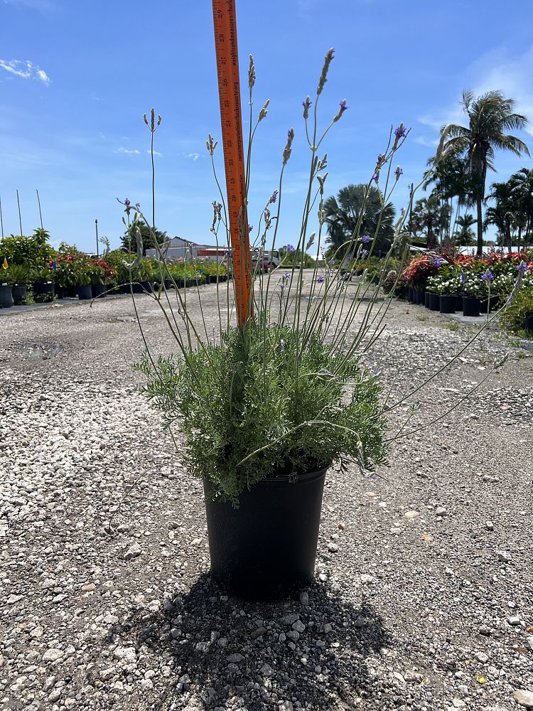 lavandula-lavender