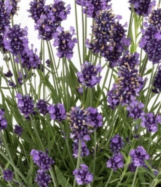 lavandula-lavender