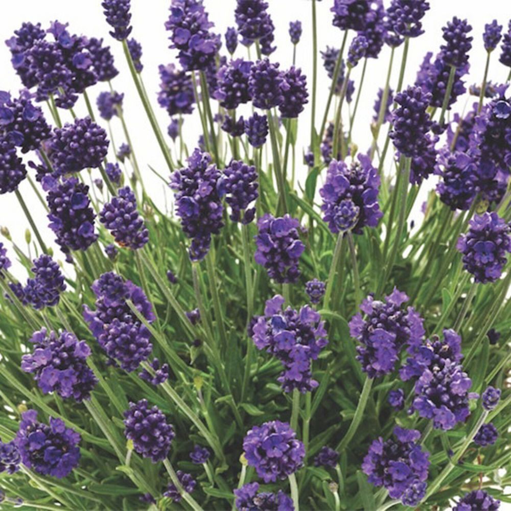 lavandula-lavender