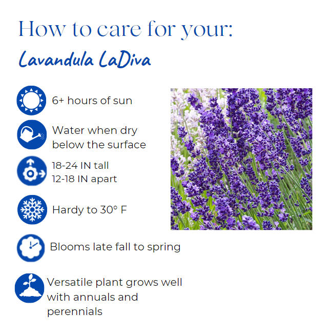 lavandula-lavender