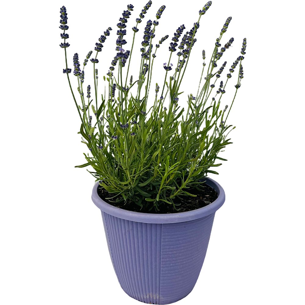 lavandula-lavender