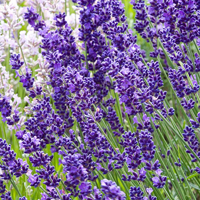 lavandula-lavender
