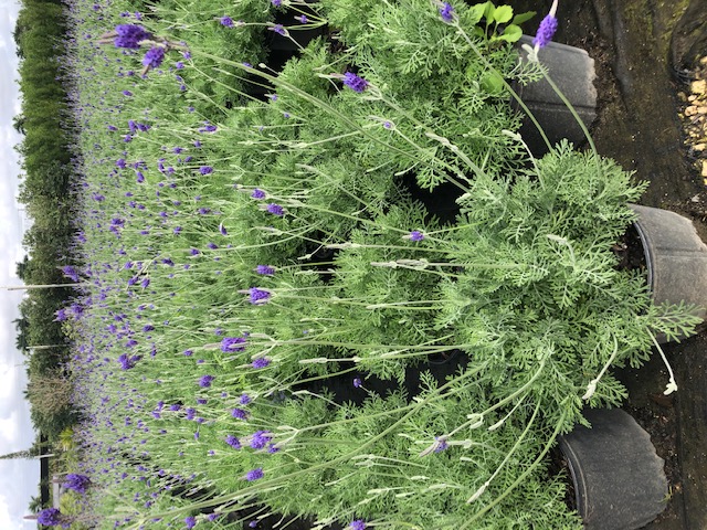 lavandula-pinnata-jagged-lavender